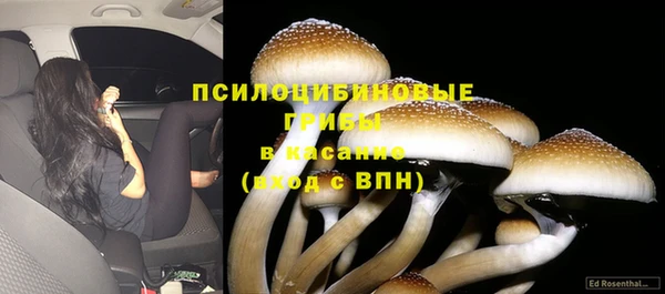 хмурый Аркадак